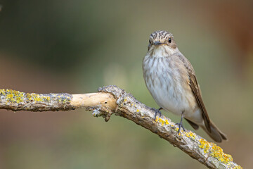 Muchołówka szara (Muscicapa striata)  © Grzegorz