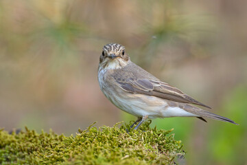 Muchołówka szara (Muscicapa striata)  © Grzegorz