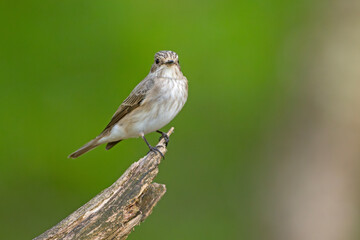 Muchołówka szara (Muscicapa striata)  © Grzegorz