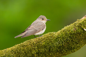 Muchołówka szara (Muscicapa striata)  © Grzegorz