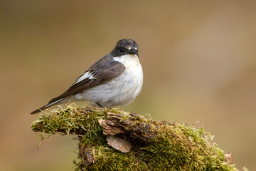 Muchołówka żałobna (Ficedula hypoleuca) © Grzegorz