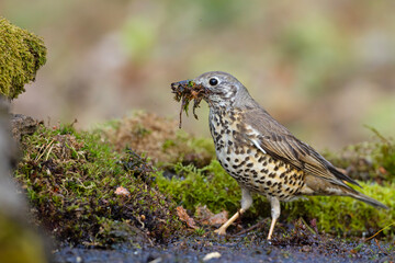 Paszkot (Turdus viscivorus) © Grzegorz