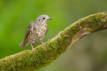 Paszkot (Turdus viscivorus) © Grzegorz