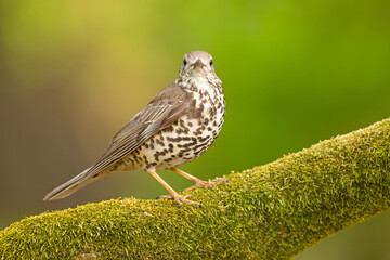 Paszkot (Turdus viscivorus) © Grzegorz