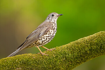 Paszkot (Turdus viscivorus) © Grzegorz