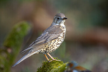 Paszkot (Turdus viscivorus) © Grzegorz