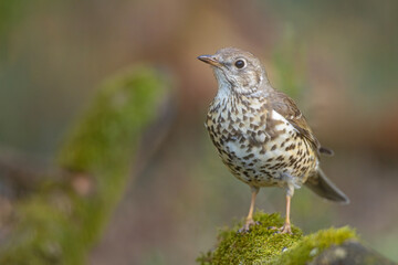 Paszkot (Turdus viscivorus) © Grzegorz