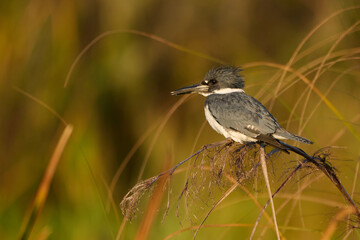 Belted kingfisher  on a perch 