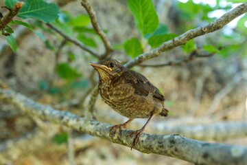 One-Week-Old Blackbird Chick in Fig Tree