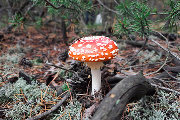 Cute fairy fly agaric near tree. mushroom foraging. Autumn sunny day in forest. Fungus identification and Mushroom hunting.