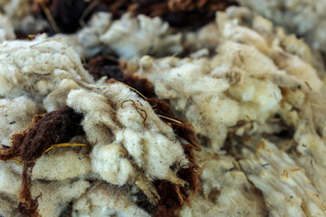 Freshly Shorn Sheep’s Wool