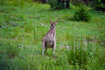 Wallaby: small or middle-sized macropod native to Australia