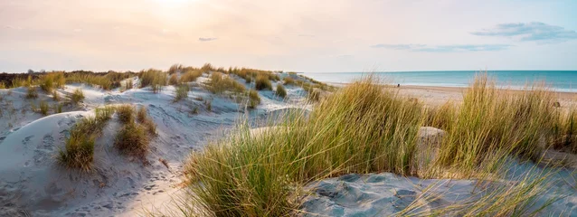 Fototapete Dünen Beautiful dutch coastline at Texel island, Netherlands, in spring at sunset   © naturenow