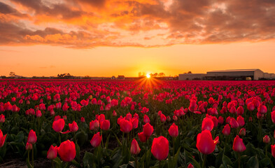 Beautiful flower fields in the Netherlands in springtime