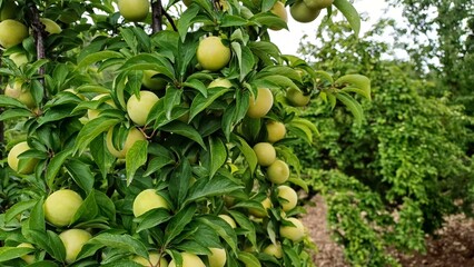 Yellow ripe plum on tree branch in orchard. Close up. 