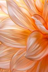 Close-up of orange dahlia petals, soft light.