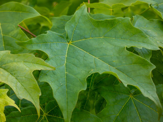 green maple leaves