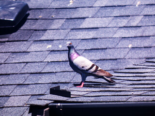pigeon on the roof