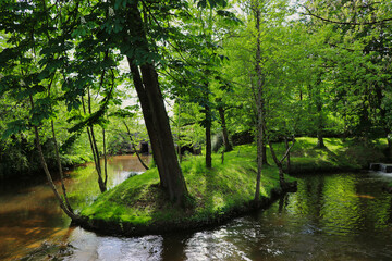 Obraz premium river in the park