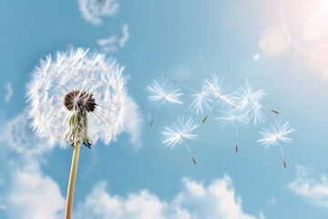 Dandelion with seeds blowing away under blue sky