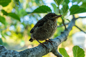 One-Week-Old Blackbird Chick in Fig Tree