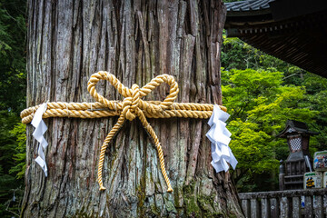 Kitaguchi Hongu Fuji Sengen Shrine, sacred tree, ribbon, moss, mount fuji, shinto shrine, forest shrine, fujisan, japan