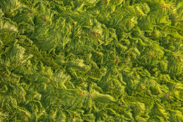 Aerial view of crop seen bnded after a storm