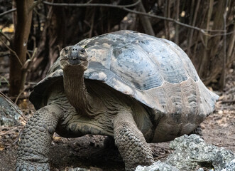 Giant tortoise appears from thick dark undergrowth. Head is held high.