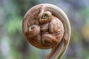 Cibotium glaucum, the hāpu‘u pulu, is a species of fern in the family Cyatheaceae, native to Hawaii. tree fern. Hawaii Volcanoes National Park, Kilauea Volcano Plant