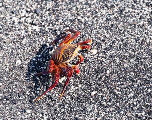 Brightly coloured orange and yellow crab crosses gritty sand. All legs are splayed out.
