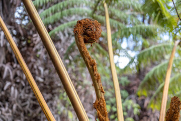 Cibotium glaucum, the hāpu‘u pulu, is a species of fern in the family Cyatheaceae, native to Hawaii. tree fern. Hawaii Volcanoes National Park, Kilauea Volcano Plant