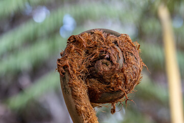 Cibotium glaucum, the hāpu‘u pulu, is a species of fern in the family Cyatheaceae, native to Hawaii. tree fern. Hawaii Volcanoes National Park, Kilauea Volcano Plant