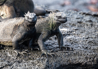 Twin grey iguanas stand side by side on a bare dark rocky surface