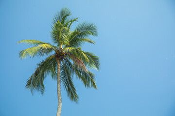 Silhouettes of palm trees against blue sky in hot country.