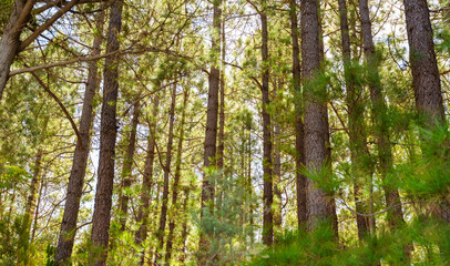 pine, green forest, lit by the golden sun, island of Tenerife against blue sky