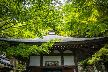 hasedera temple, hase-dera, kamakura, tree, japan, buddhist temple