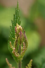 The revival of nature; macro photo of a nettle branch with a leaves  bud; Urtica dioica