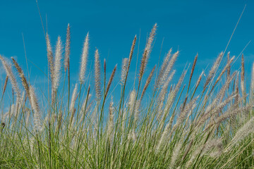Cenchrus setaceus, commonly known as crimson fountaingrass, is a C4 perennial bunch grass, Keahole Airport Rd, Kona International Airport. Hawaii plant