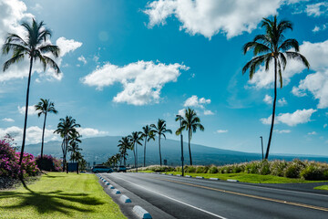 Fototapeta premium Keahole Airport Rd, Kona International Airport. The coconut tree (Cocos nucifera) is a member of the palm tree family (Arecaceae) . Hualālai is an active volcano 