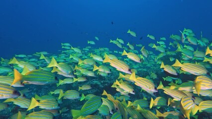 Yellowtail snappers shoaling underwater close up. Exotic tropical small fish species school undersea. Marine wildlife exploration