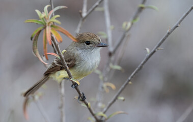 Close up of flycatcher, in side profile, perched in a bare bush