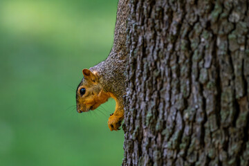 squirrel on a tree