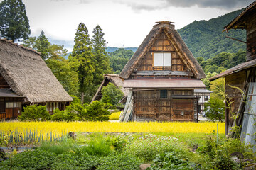 traditional japanese houses in shirakawago, gifu prefecture, japan, thatched roofs, triangle, wooden, rice paddies, rice