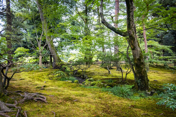 Fototapeta premium trees in the park, kenrokuen, kenroku-en, kanazawa, japan, three great gardens, japanese garden, zen garden