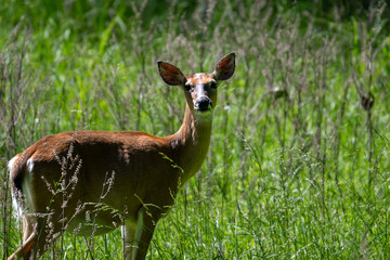 deer in the grass