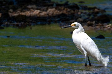 great blue heron