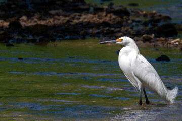 great blue heron
