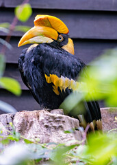 Great Hornbill (Buceros bicornis) - Commonly Found in South and Southeast Asia