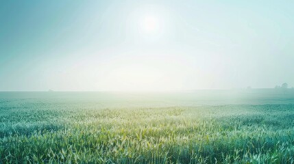 Field with sunlit sky and soft blue hues