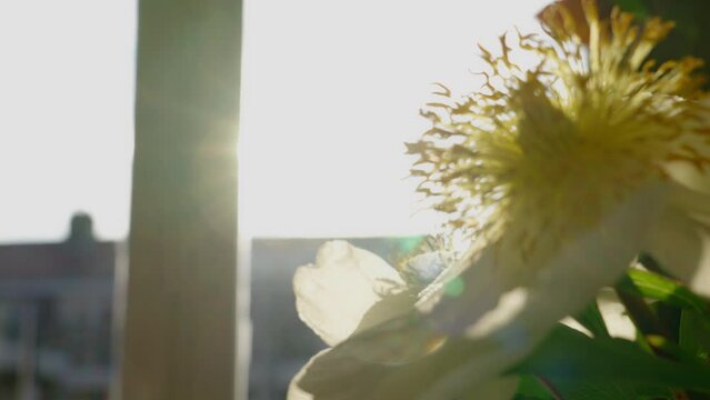 Rack focus from the morning sun to a delicate fried egg flower plant quivering in the breeze, on a sunny spring day